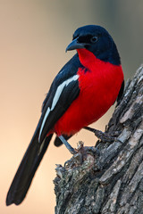 Crimson Breasted Shrike