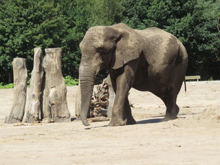 Fototapeta premium An African elephant that is walking