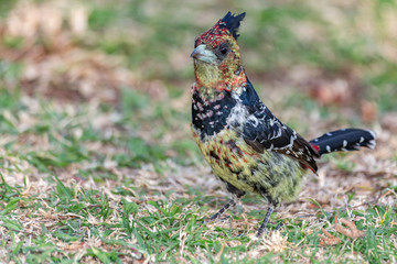 Crested Barber