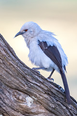 Southern Pied Babbler