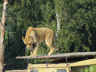 An African lioness walking off of a jeep