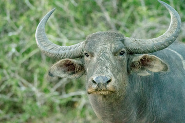 water buffalo staring safari portrait at dusk