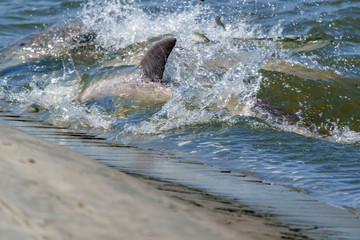 Kiawah River Dolphins Strandfeeding, Viewed From Seabrook Island
