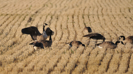 Wild geese on a harvested acre in Longmont, Colorado