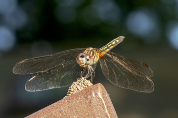 dragonfly close up