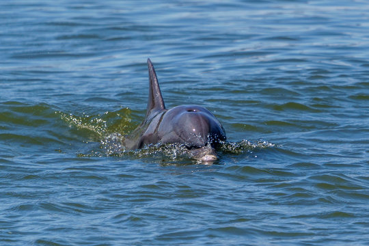 Kiawah River Dolphins Strandfeeding, Viewed From Seabrook Island