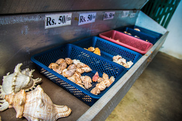 Fototapeta premium Shell shop baskets of shells for sale in rupees india and sri lanka