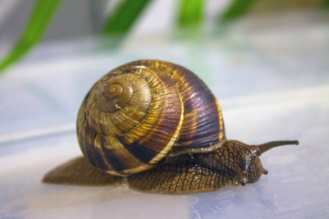 Grape snail close-up on a blurry background and space to copy