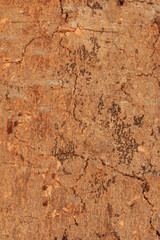 Old wood texture with many crisscross cracks. / Cracks and gum on the bark of a tree.