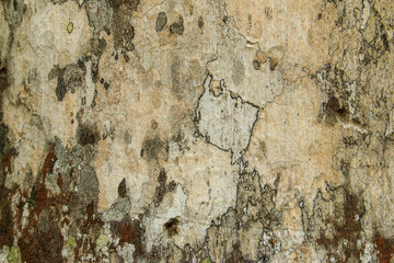 Old wood texture with many crisscross cracks. / Cracks and gum on the bark of a tree.