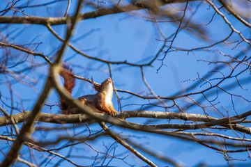 Squirrel on a tree branch in the forest