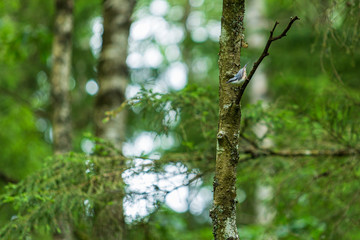 Eurasian nuthatch on a tree trunk in the forest