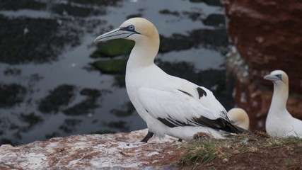 Basstölpel