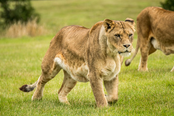 Fototapeta na wymiar Large Lion lioness eating stalking meat. Fierce apex predator