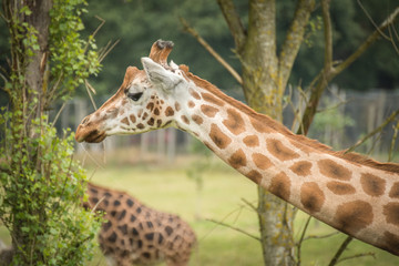 Giraffe zoo safari portrait closeup expression face head