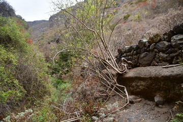 ARBUSTO