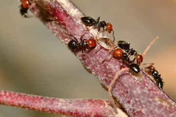 HORMIGAS