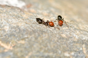 HORMIGAS