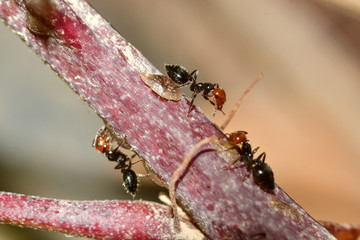 HORMIGAS