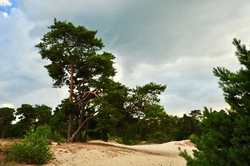 Soester Duinen
