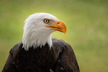 RETRATO DE AGUILA CALVA  SOBRE FONDO VERDE