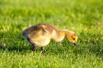 Naklejka na ściany i meble Canada goose (Branta canadensis) goslings eating and looking for foof in the springtime