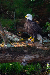Bald Eagle (Haliaeetus leucocephalus) perching on a fallen tree with a fish in its talons on the Rainbow Flowage in Northern Wisconsin