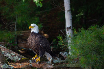 Bald Eagle (Haliaeetus leucocephalus) perching on a fallen tree with a fish in its talons in Northern Wisconsin