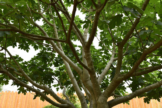 Branchages de figuier