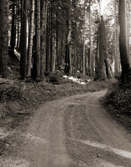 Foret road