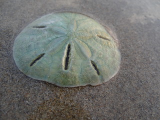 Living sand dollar (Mellita longifissa) at a beach in north Peru