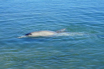 Obraz premium A wild dolphin in the water in Shark Bay, Australia
