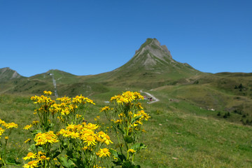  Yellow flowers and damülser Mittagsspitze in Vorarlberg, Austria.