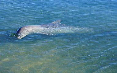 Fototapeta premium A wild dolphin in the water in Shark Bay, Australia