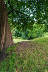 Resting spot under a tree