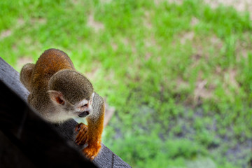 Amazon Monkeys
