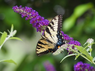 Yellow Swallow Tail on Purple Butterfly Bush