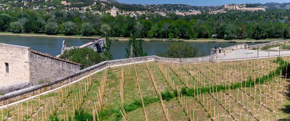 Fototapeta na wymiar Avignon. Bridge of St. Benezet over the Rhone River.