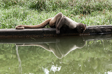 Amazon Monkeys