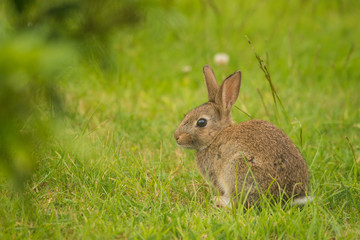 Juvenile Wild Bunny Rabbit 