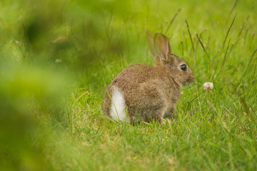 Juvenile Wild Bunny Rabbit 