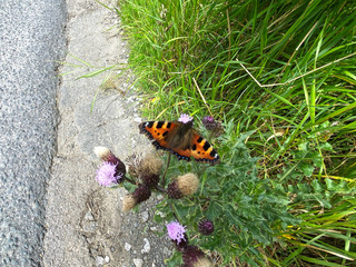 A butterfly, feeding on a thistle, growing amongst the grass, by the roadside in, Bradford, Yorkshire, UK