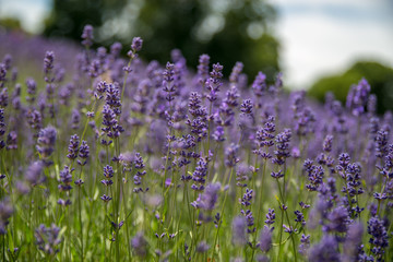 Lavender Closeup Macro Purple Bloom