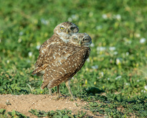 Burrowing Owl on the Texas Prairie 
