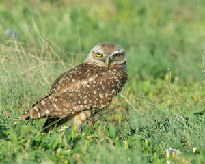 Burrowing Owl on the Texas Prairie 