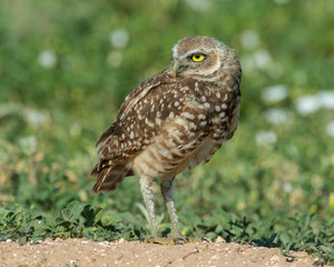 Burrowing Owl on the Texas Prairie 