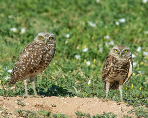Burrowing Owl on the Texas Prairie 