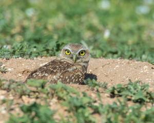 Burrowing Owl on the Texas Prairie 