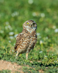 Burrowing Owl on the Texas Prairie 