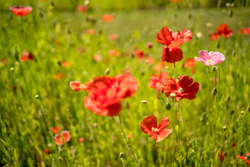 Red Summer Flowers Wild